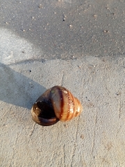 Viviparus