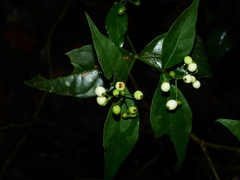 Rudgea cornifolia