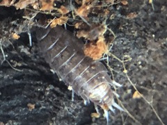 Hyloniscus riparius