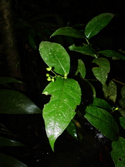 Rudgea cornifolia
