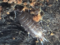 Hyloniscus riparius