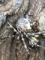 Neriene montana