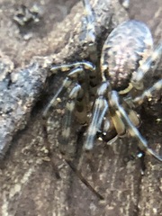 Neriene montana