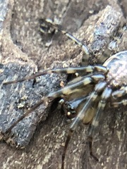 Neriene montana