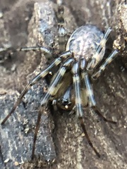 Neriene montana