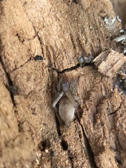 Araneae