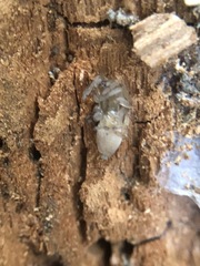 Araneae
