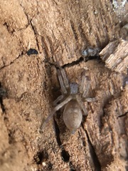 Araneae