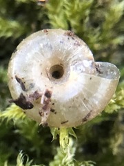 Stylommatophora