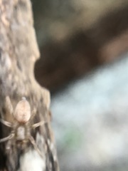 Araneae