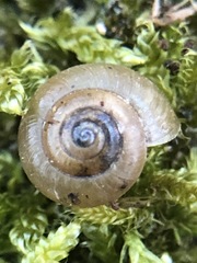 Stylommatophora