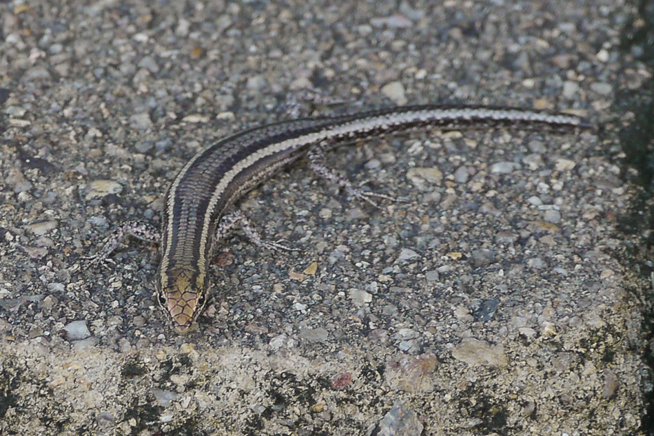 Striped Snake-eyed Skink