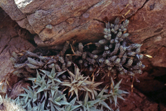 Tillandsia pedicellata