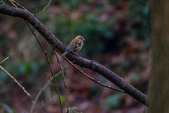 Fringilla coelebs