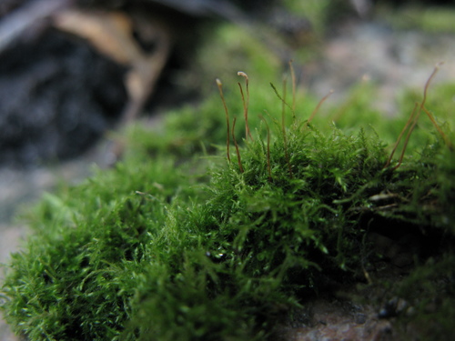 Paprastoji bukasnapė nuotrauka