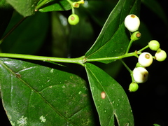 Rudgea cornifolia