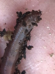 Lumbricus terrestris
