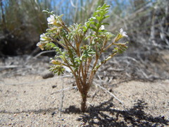 Phacelia glandulifera