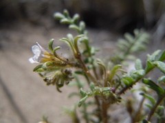 Phacelia glandulifera