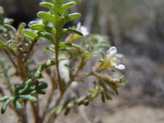 Phacelia glandulifera