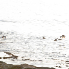 Calidris alba