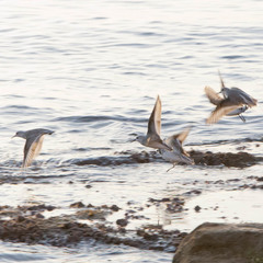 Calidris alba