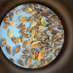 Plagiobothrys scouleri