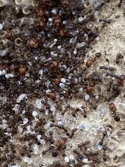 Pheidole crassicornis