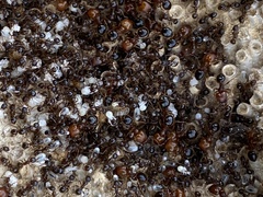 Pheidole crassicornis