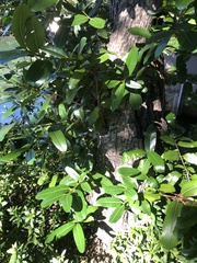 Calophyllum brasiliense