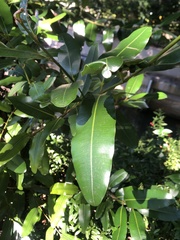 Calophyllum brasiliense