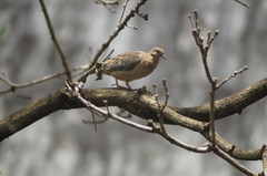 Zenaida auriculata