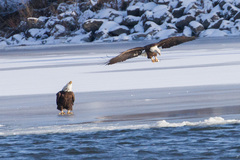 Haliaeetus leucocephalus