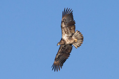 Haliaeetus leucocephalus