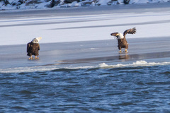 Haliaeetus leucocephalus
