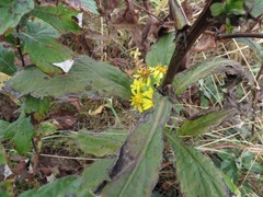 Solidago pacifica