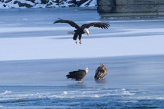 Haliaeetus leucocephalus