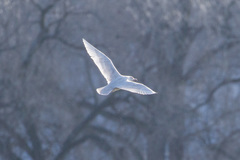 Larus hyperboreus