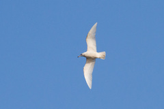 Larus hyperboreus
