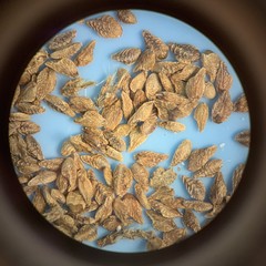 Plagiobothrys salsus