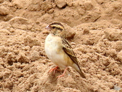 Vidua funerea funerea