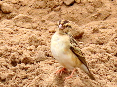 Vidua funerea funerea