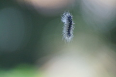 Apistosia judas