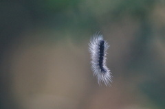Apistosia judas