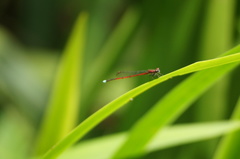 Oxyagrion