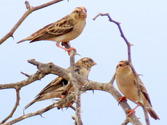 Vidua funerea funerea