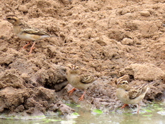 Vidua funerea funerea