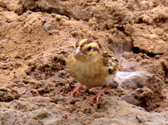 Vidua funerea funerea