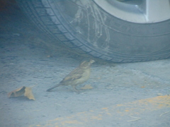 Passer domesticus