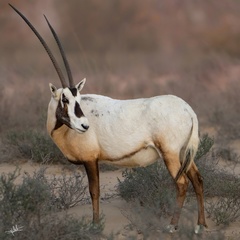 Oryx leucoryx